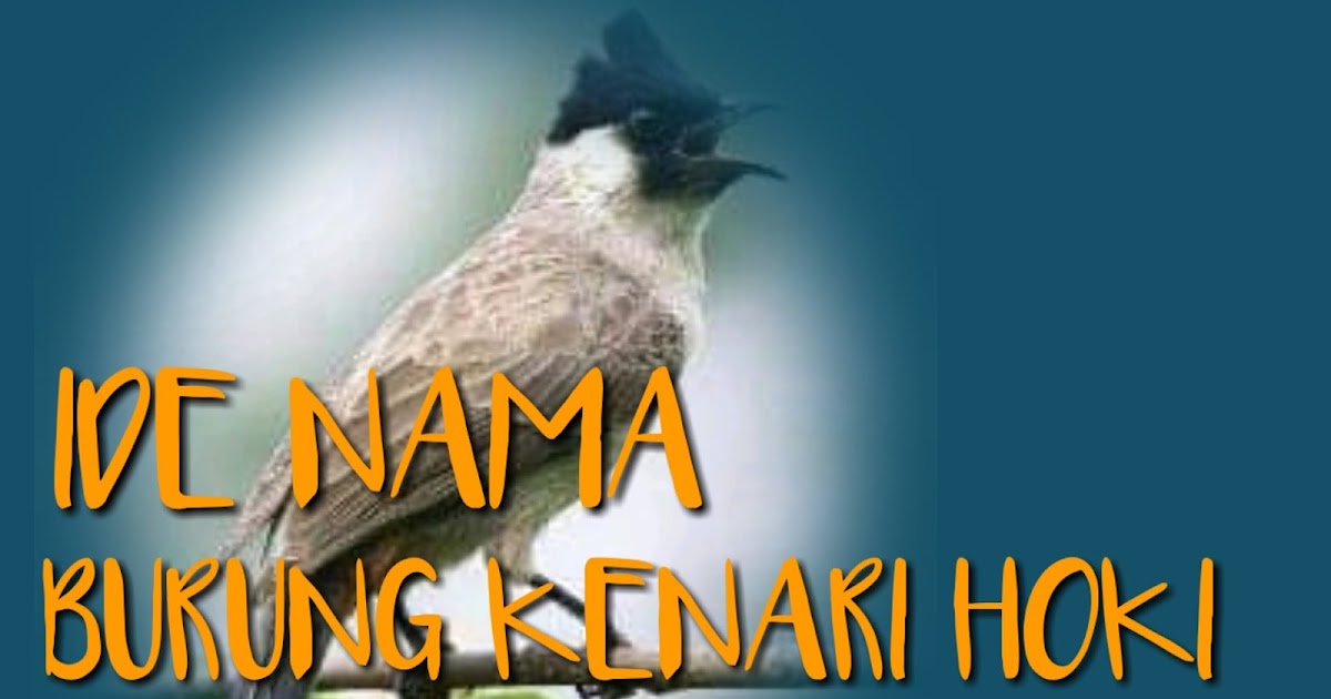 89 Nama Burung Kutilang Yang Bagus Dan Membawa Hoki Serta Artinya Tabir Dakwah 89 Nama Burung Kutilang Yang Bagus Dan Membawa Hoki Serta Artinya Tabir Dakwah