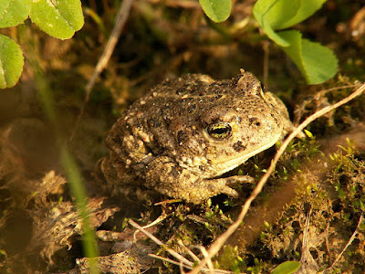 Natterjack toad Natterjack toad