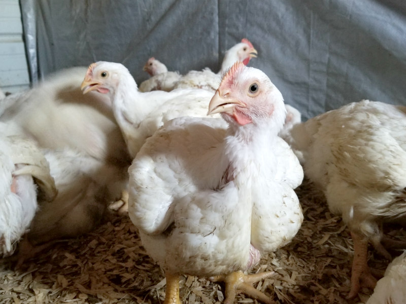 10 Things to Consider Before Raising Cornish Cross Broilers Oak Hill
