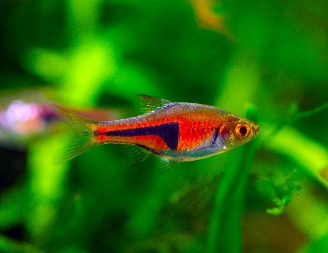 Everything About Fish Chili Rasbora Care