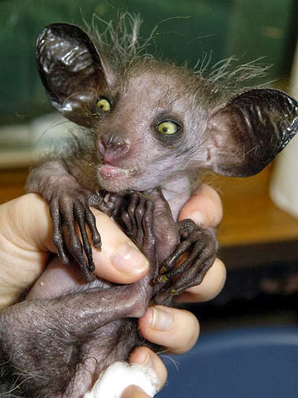 Aye-aye - 22 Bizzarre Animals You Probably Didn’t Know Exist