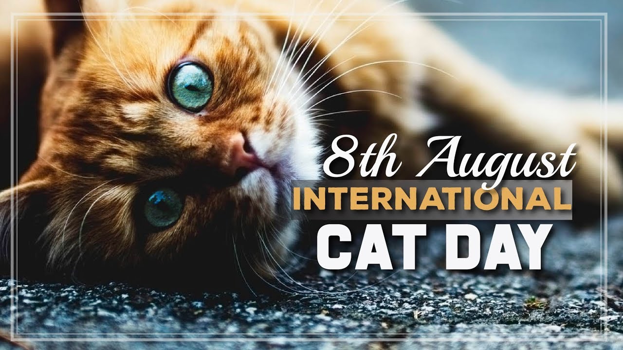 International Cat Day 08 August. CURRENT AFFAIRS (CA) DAILY UPDATES