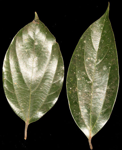 Cryptocarya densiflora