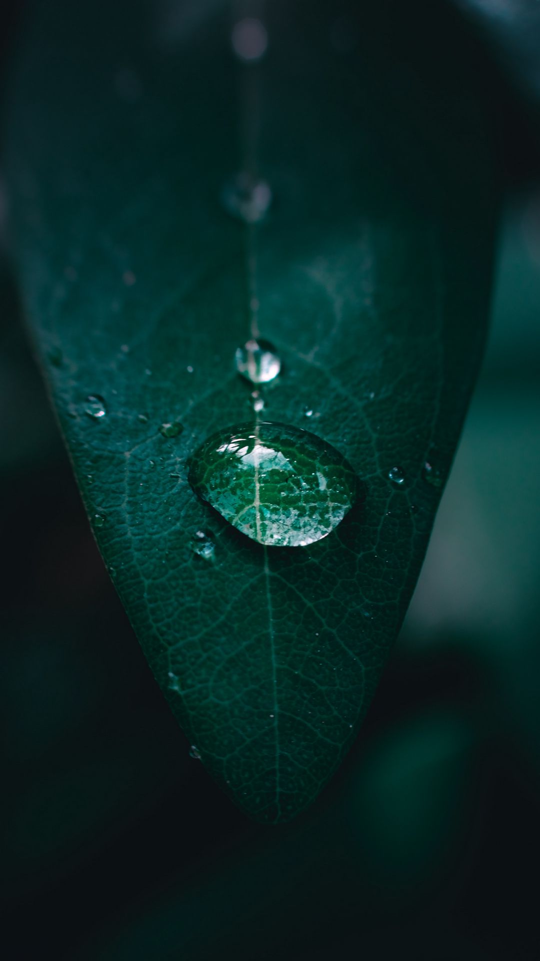 Leaf, Drop, Water, Photography