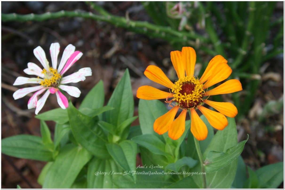 Southeast Florida Garden Evolvement Singing the Zinnia Song
