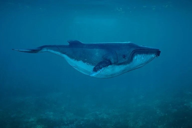 Strange sounds in the depths of the ocean reveal a new species of beaked whale