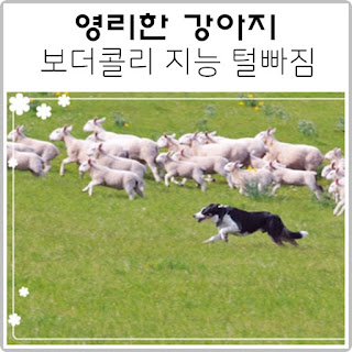 영리한 개 보더콜리 지능 탈모 영리한 개 보더콜리 지능 탈모
