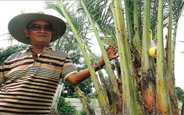 Kurma Berbuah Di Indonesia