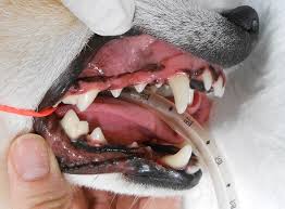 anestesia em cães