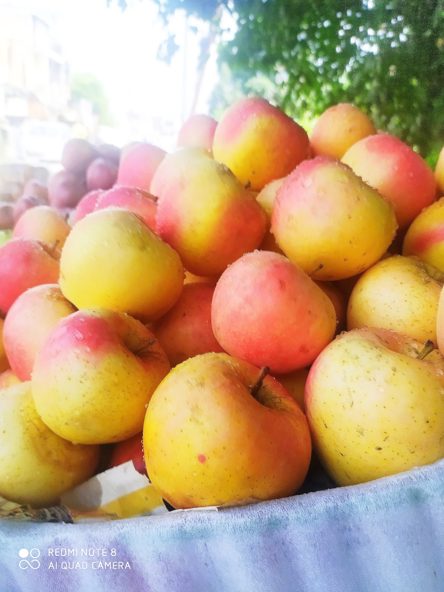 CHINAR SHADE GALA APPLE COMES TO KASHMIR