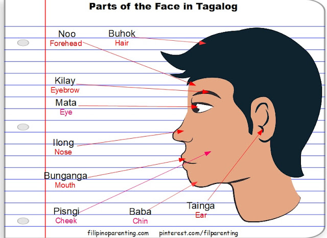 Parts of the Head and Face in Tagalog