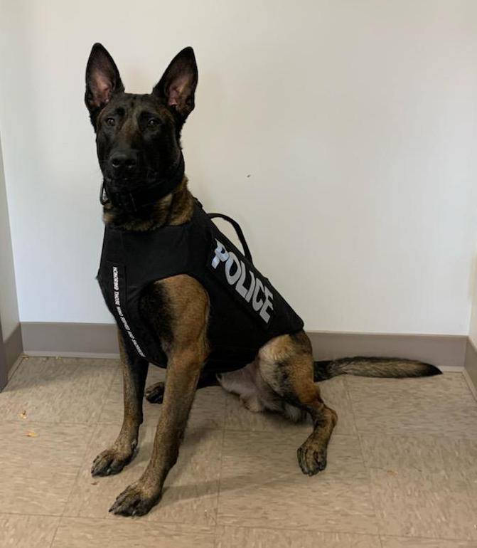 Wellsville Regional News (dot) com Canisteo Police Department's K9 Dex