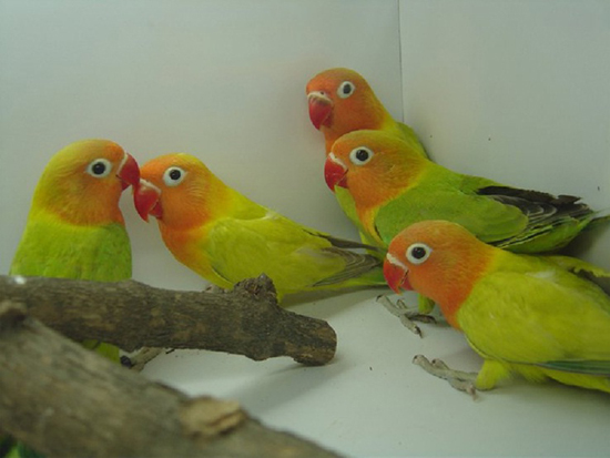 Agapornis Fischeri Faded - Lovebird Breeding Tips And Mutations Guide