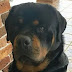 14 Reasons Rottweilers Are Not The Friendly Dogs Everyone Says They Are