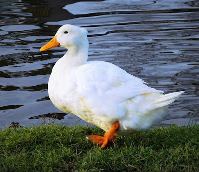 10 Jenis Bebek Pedaging Unggul Veterinarii Medicinae