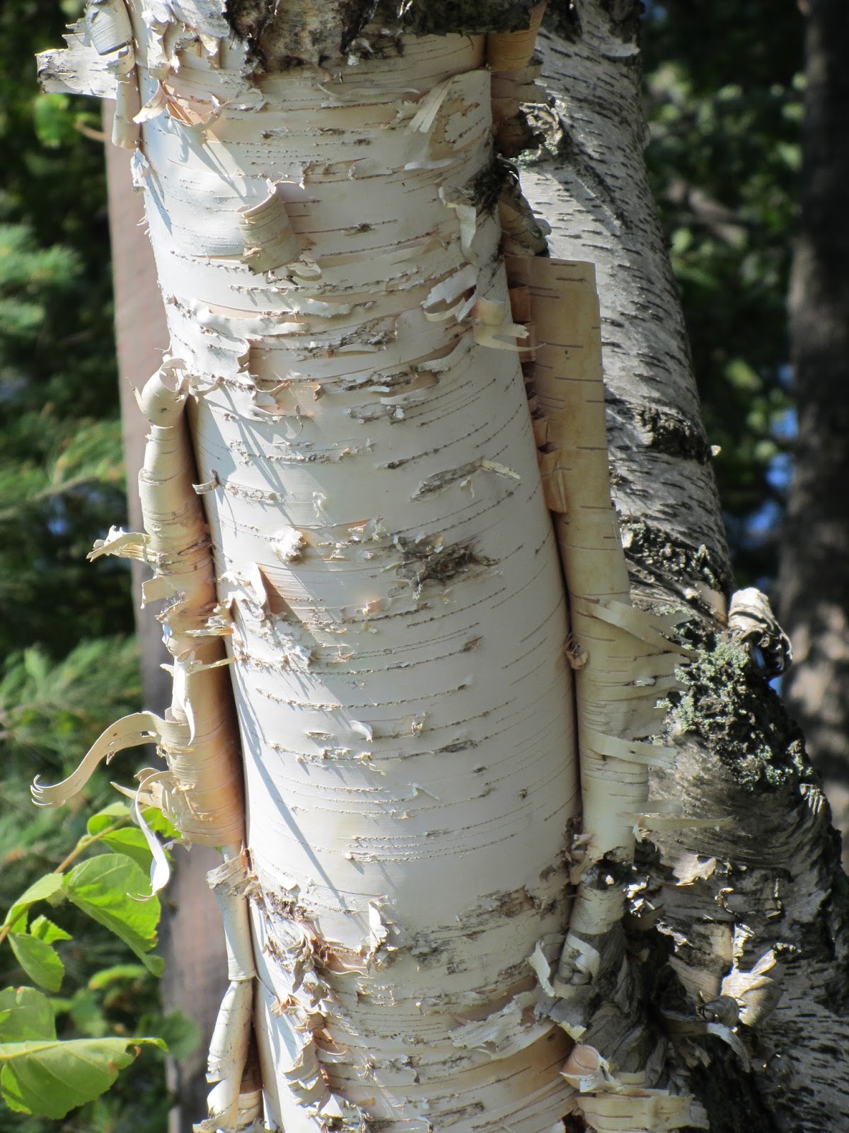 Moments of Delight...Anne Reeves Birch Bark Pretzels