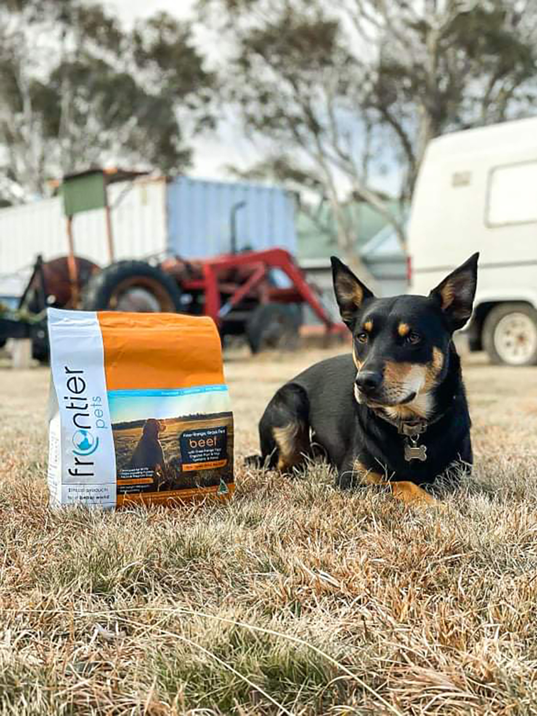 15 Sustainable Pet Brands for Dog Lovers Australian Dog Lover
