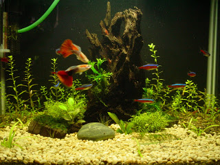 Tips Memelihara Ikan Hias Air Tawar Di Aquarium Kaskus