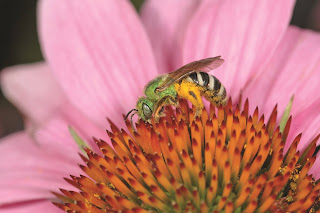 Toronto's Official Bee - the metallic green sweat bee on the centre of an echinacea flower.