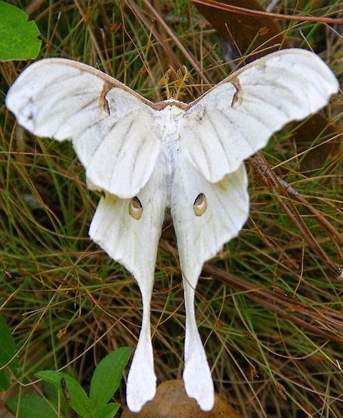 A-Z List of 125 Rare Albino Animals [Pics] - Our World Stuff