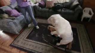 10-funny-animal-gifs-107-bulldog-on-a-ro