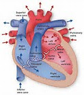 struktur dinding jantung