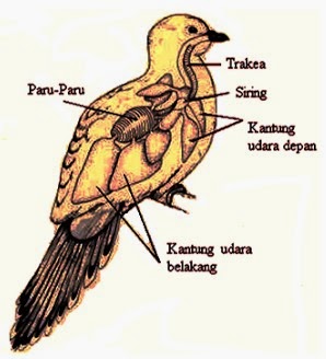 Pundi-pundi udara pada burung berfungsi untuk