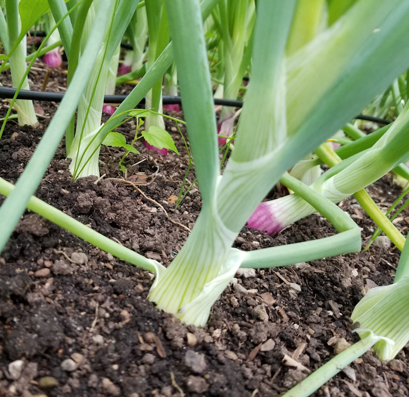 Onions Harvested...and all is good )