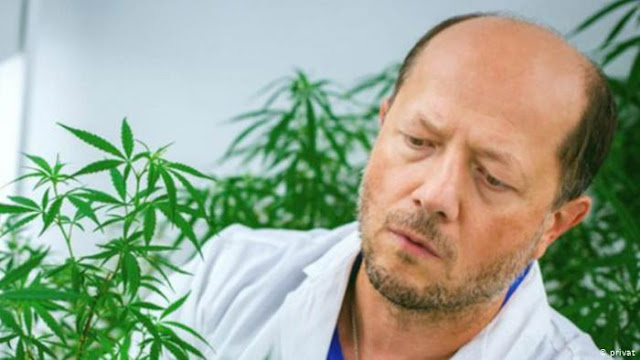 Riset Penggunaan Ekstrak Ganja Untuk Pencegahan Corona Riset Penggunaan Ekstrak Ganja Untuk Pencegahan Corona