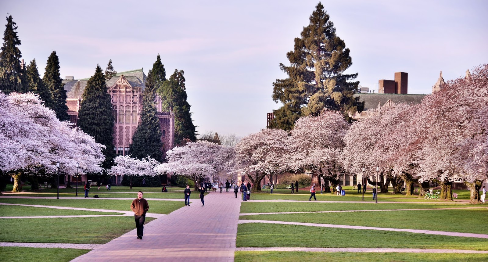 Shoreline Area News Photos Cherry Trees In Full Bloom At Uw Quad