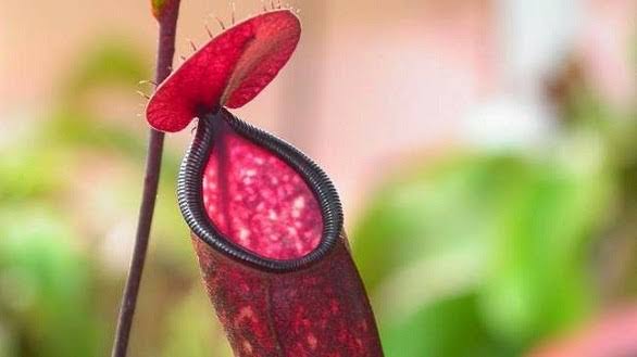 Kantong Semar Tanaman Raksasa Pemakan Daging Berita Aneh