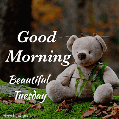 good morning tuesday images good morning tuesday images