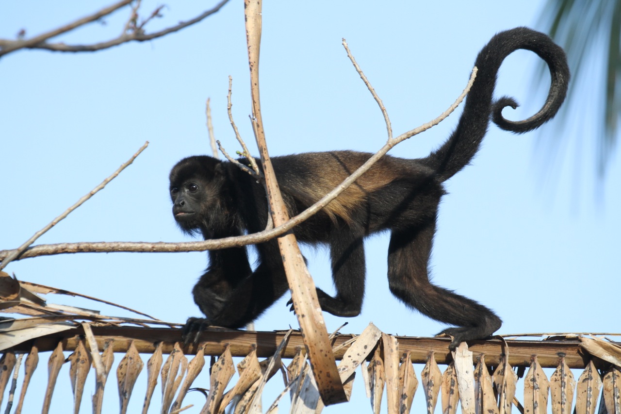 Julie Zickefoose on Blogspot: Wild About Howler Monkeys
