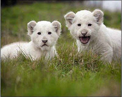 Cute white lion