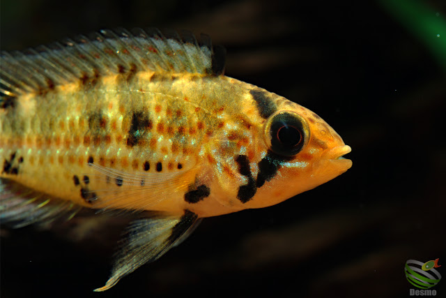 Apistogramma cf. alacrina