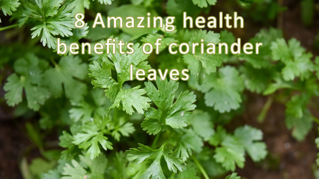 8 Amazing health benefits of coriander leaves Life in Bangladesh