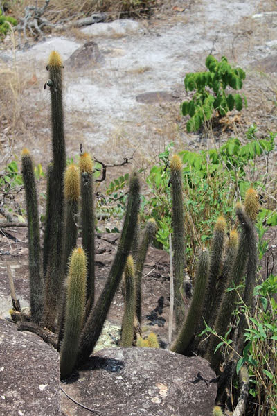 identificação-cactos-do-brasil-facheiro-dourado-do-cerrado-pilosocereus