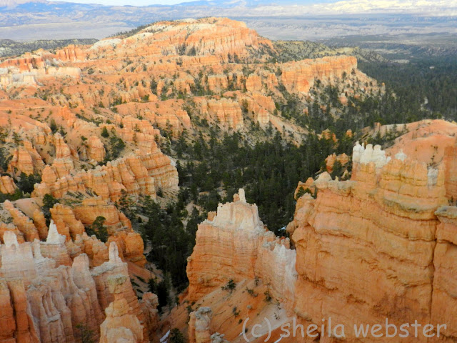View of hoodoos and trees from Sunset Point 