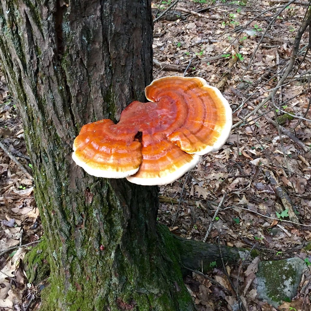 Reishi mushrooms Medicinal mushrooms Biobritte mushrooms