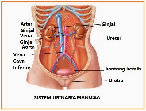 Biologi Gonzaga Sistem Urinaria Hot Sex Picture