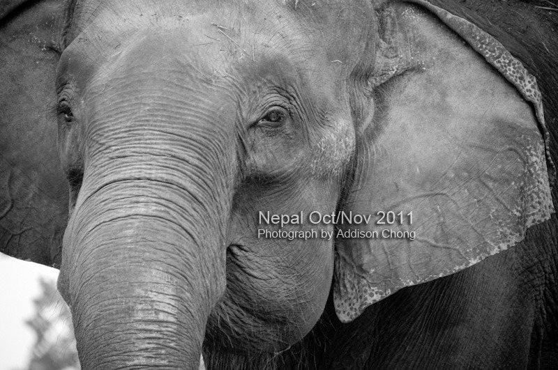 Chitwan Elephant