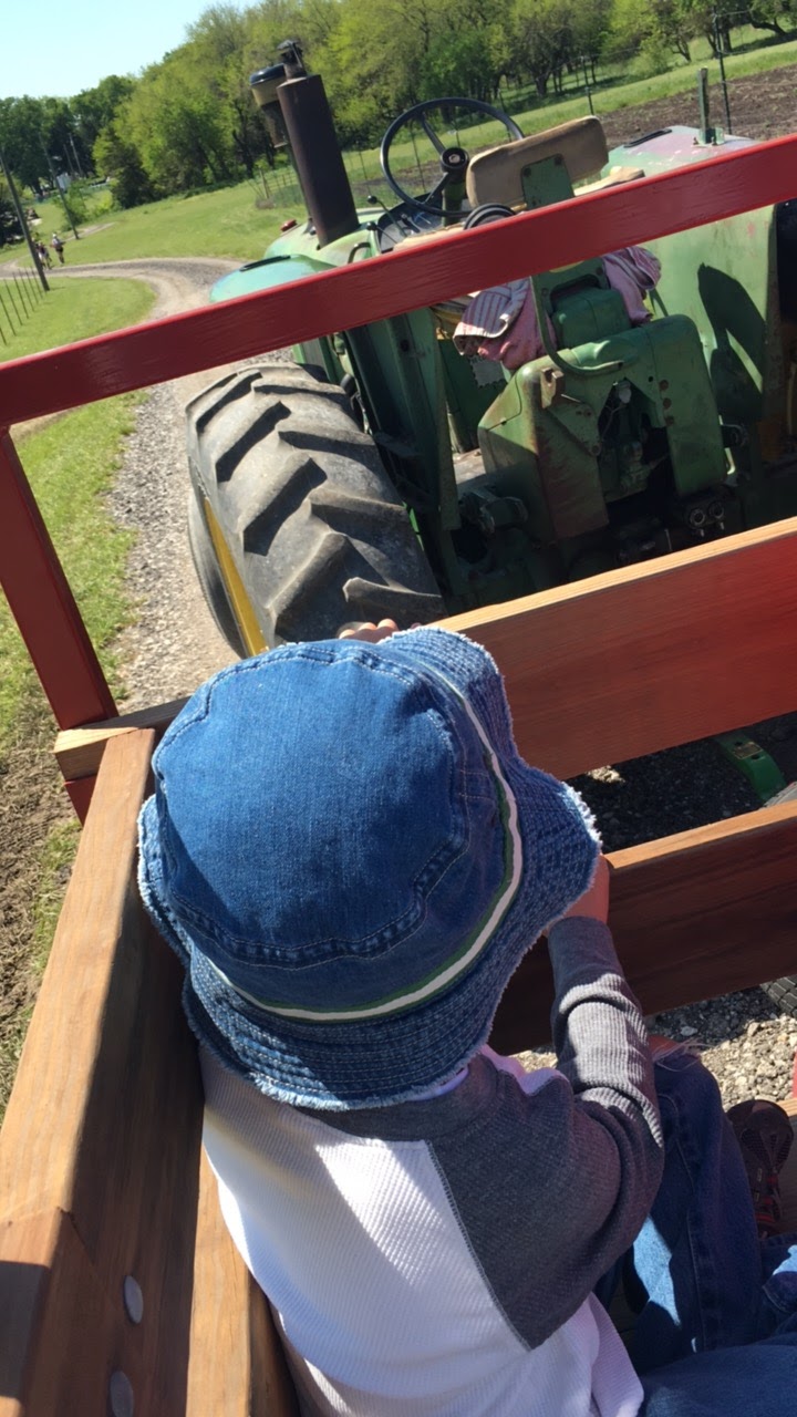 This Kansas City Mama KC Fun Strawberry Picking at Gieringer Orchard
