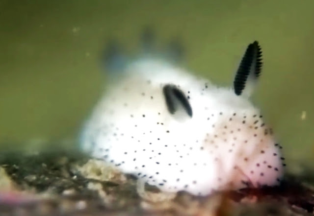 Sea bunnies: a cute species of sea slug with ears Sea