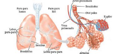 Gambar 6. Struktur bronkus dan bronkiolus manusia www.kartinitini.wordpress.com