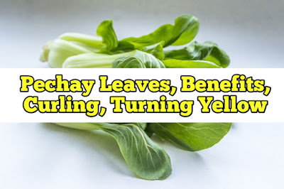 Pechay Leaves, Benefits, Curling, Turning Yellow