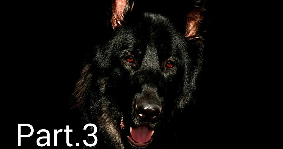 Mimpi Anjing Hitam Masuk Rumah Part 3 Blog Tips Dan Info Kerjaya Mimpi Anjing Hitam Masuk Rumah Part 3 Blog Tips Dan Info Kerjaya
