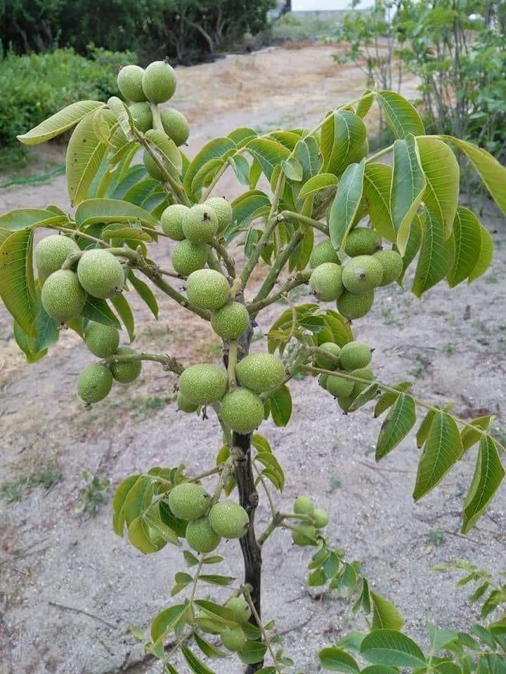Jammu and Kashmir Medicinal Plants Introduction Centre Walnut tree