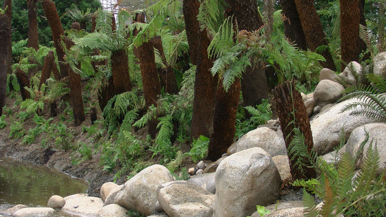 HOW TO GROW TREE FERNS The Garden of Eaden