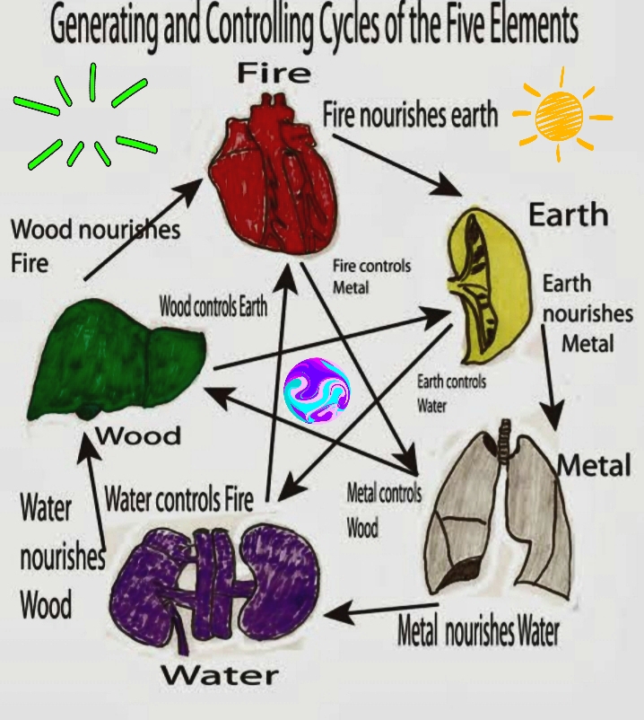 Acuworld Solid Organs And Hollow Organs
