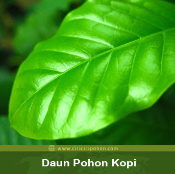 ciri ciri pohon kopi